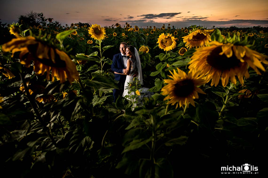 plener w słonecznikach o zachodzie słońca fotograf ślubny wrocław
